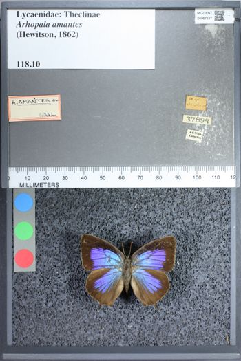 Media type: image;   Entomology 67537